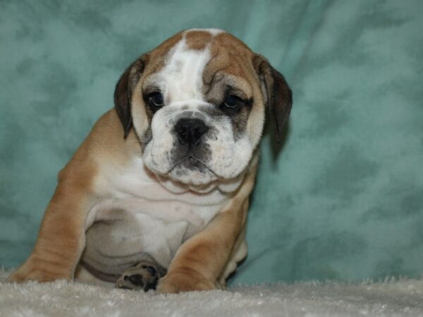 Bulldog DOG Male Sable / White 8954 Petland Dalton, Georgia