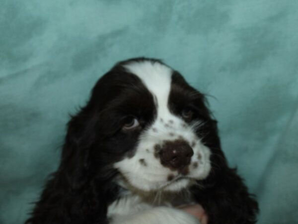 Cocker Spaniel DOG Male Chocolate / White 8959 Petland Dalton, Georgia