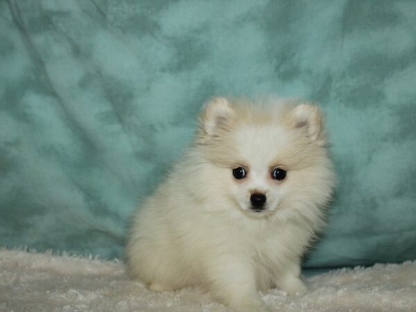 Pomeranian DOG Male Cream 8957 Petland Dalton, Georgia