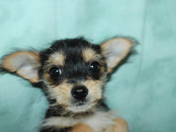 Chorkie DOG Female Black / Tan 8960 Petland Dalton, Georgia