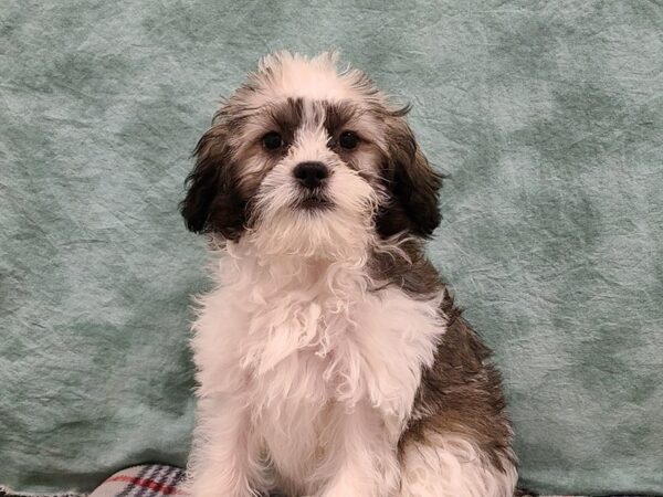 ShizaPoo-DOG-Female-TRI. BLACK  WHITE BROWN-19540-Petland Dalton, Georgia