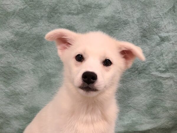 Huskimo-DOG-Female-CREAM-19535-Petland Dalton, Georgia