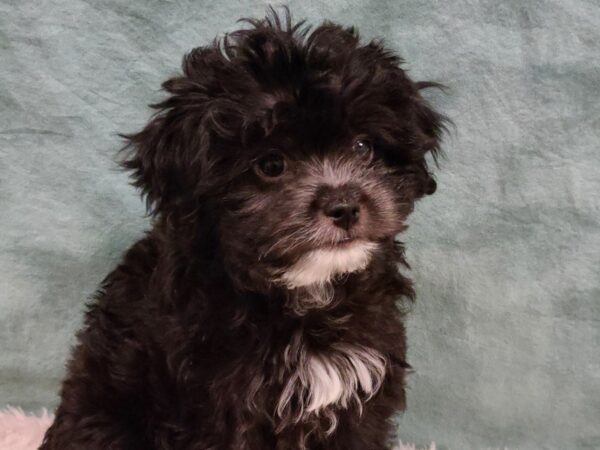 Japanese Chin/Poodle-DOG-Female-Black-19619-Petland Dalton, Georgia