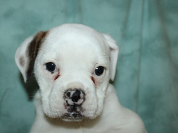 Old English Bulldog DOG Female Brindle and White 19618 Petland Dalton, Georgia