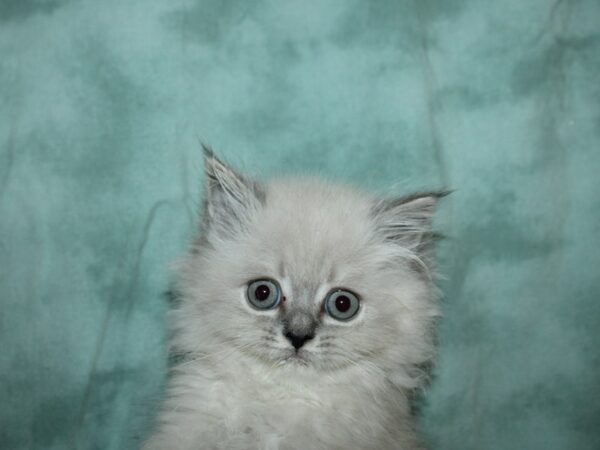 Persian-CAT-Female-White and Silver-19616-Petland Dalton, Georgia