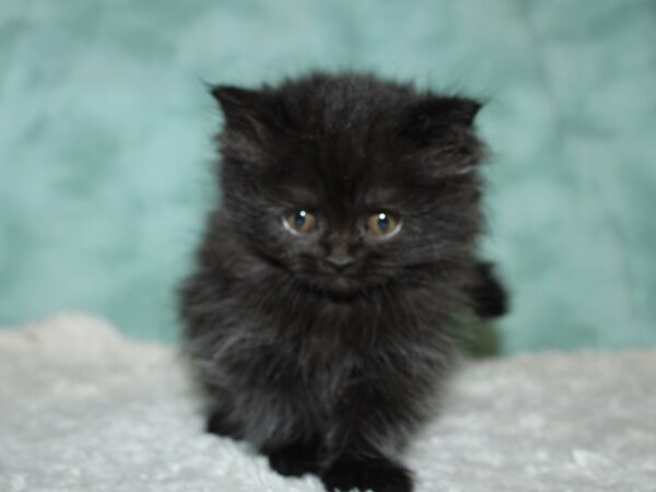 Persian CAT Female Black 19614 Petland Dalton, Georgia