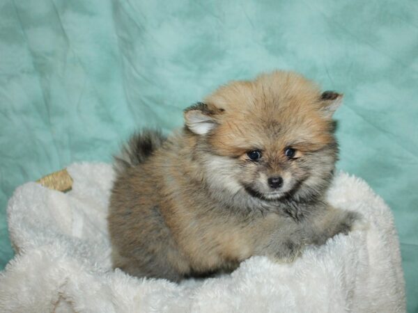 Pomeranian DOG Male Red Sable 8968 Petland Dalton, Georgia