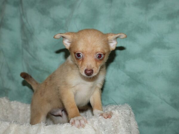 Pomeranian/Chihuahua-DOG-Male-Brown-19627-Petland Dalton, Georgia