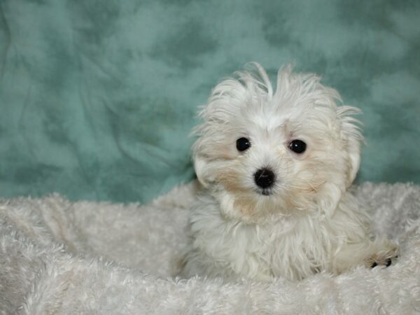 Maltese DOG Female White 19620 Petland Dalton, Georgia