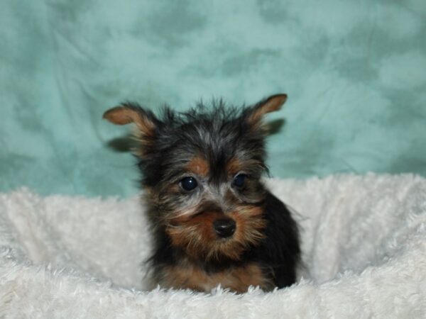 Silky Terrier DOG Female Black / Tan 19625 Petland Dalton, Georgia