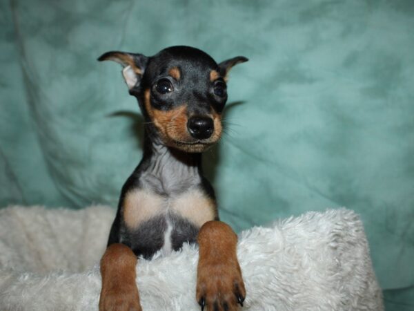 Miniature Pinscher DOG Male Black / Tan 19628 Petland Dalton, Georgia