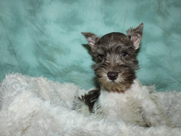 Miniature Schnauzer DOG Female Chocolate / White 19621 Petland Dalton, Georgia