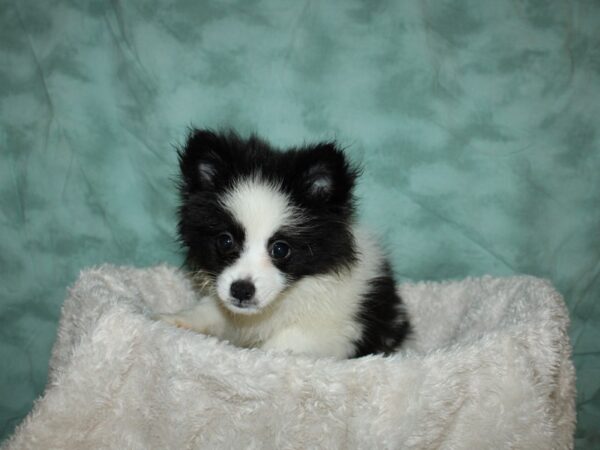 Pomeranian DOG Female Black / White 19623 Petland Dalton, Georgia