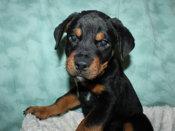 Rottweiler-DOG-Male-Black / Tan-19624-Petland Dalton, Georgia
