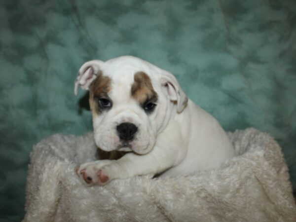 Victorian Bulldoge DOG Male 19626 Petland Dalton, Georgia