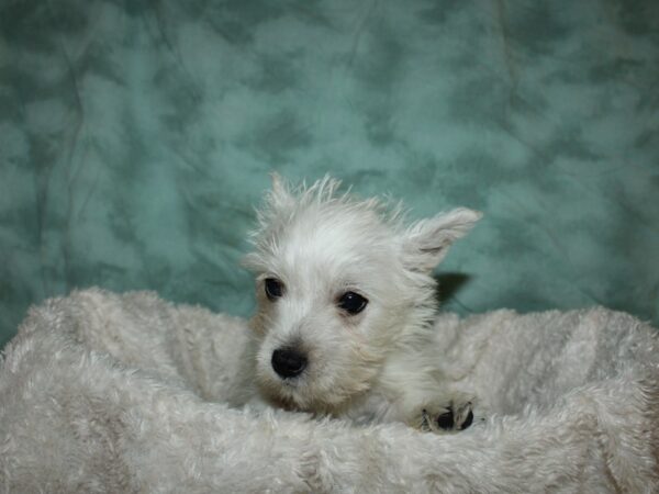 West Highland White Terrier DOG Male White 19630 Petland Dalton, Georgia