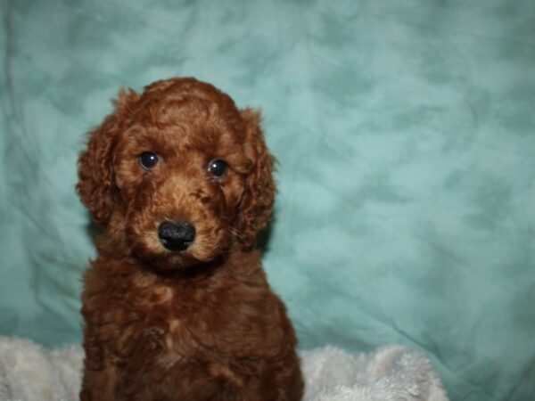 F2 MINI GOLDENDOODLE DOG Male Red 19638 Petland Dalton, Georgia