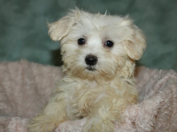 Maltese DOG Male White 19652 Petland Dalton, Georgia