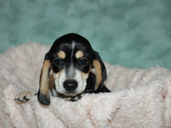 Dachshund DOG Male Black & Tan 19657 Petland Dalton, Georgia