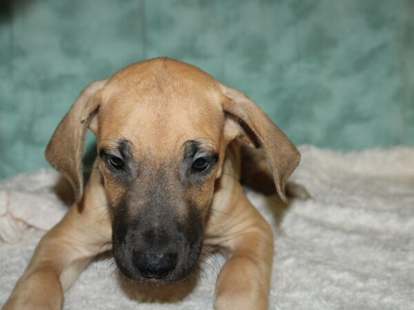 Great Dane DOG Female Fawn 19648 Petland Dalton, Georgia