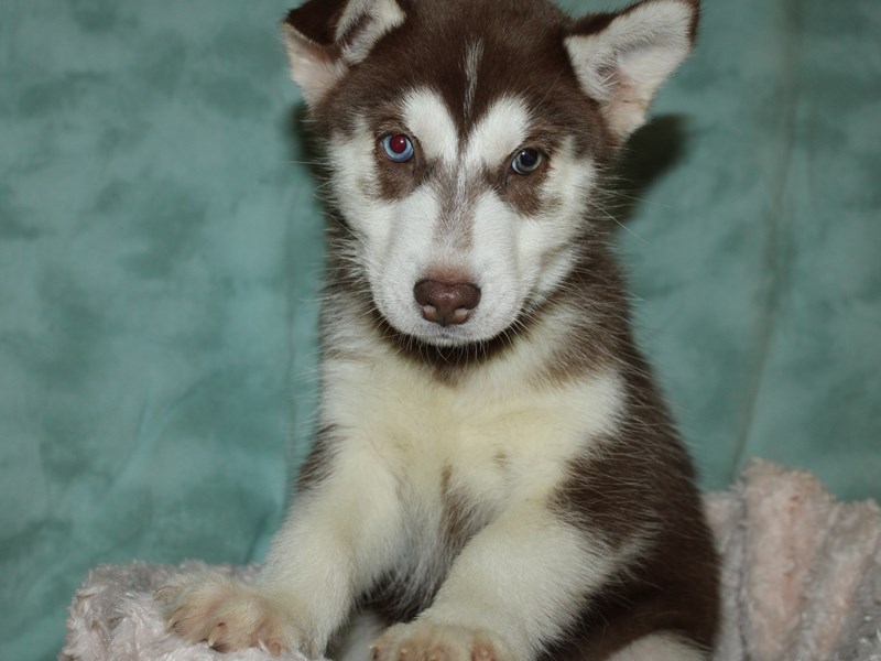 Siberian Husky Puppy Red & White ID:19656 Located at Petland
