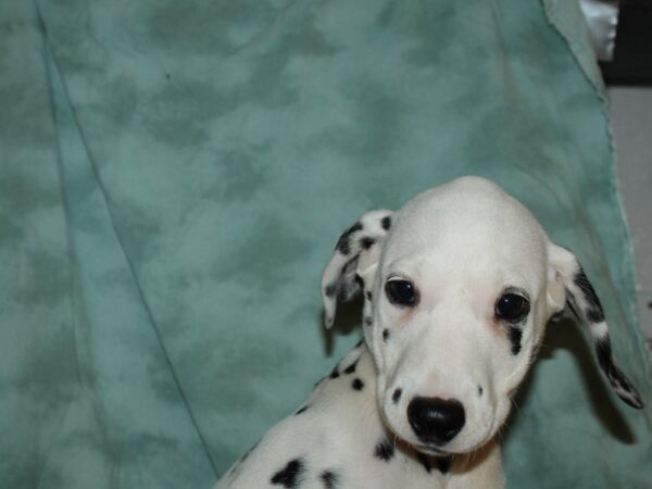 Dalmation-DOG-Female-Black and White-19654-Petland Dalton, Georgia