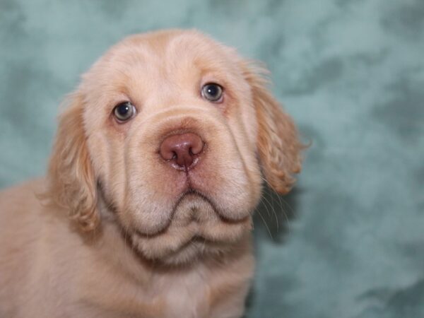 Mini Hippo-DOG-Female-BUFF-8988-Petland Dalton, Georgia