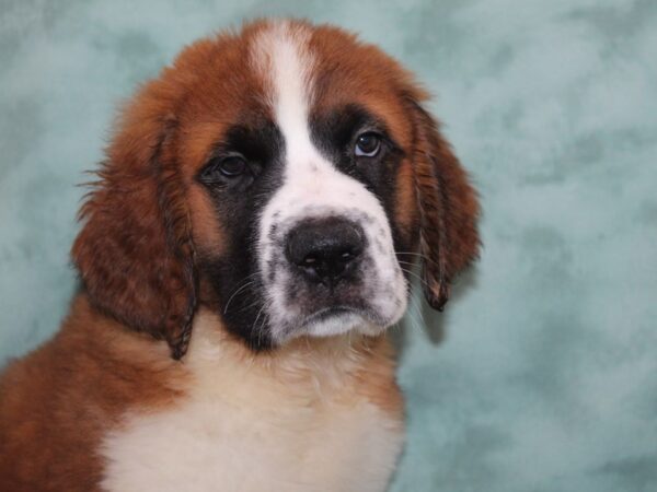 Saint Bernard DOG Male Brown / White 8977 Petland Dalton, Georgia