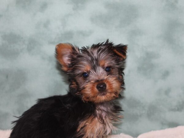 Silky Terrier DOG Male Black / Tan 8975 Petland Dalton, Georgia