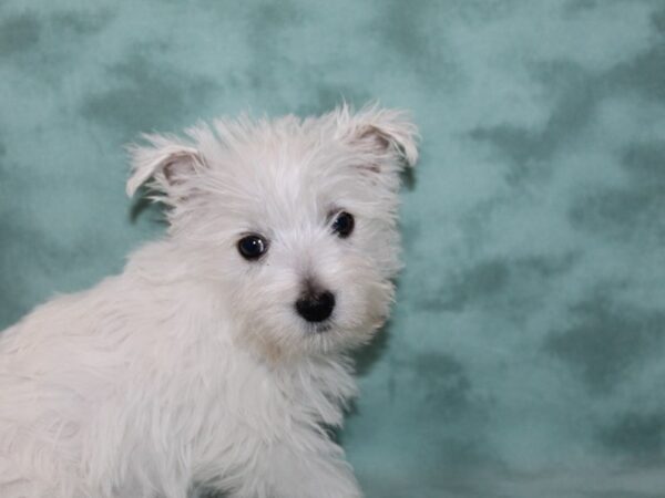 West Highland White Terrier-DOG-Female-White-8985-Petland Dalton, Georgia