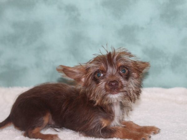 Chorkie DOG Female Chocolate 8980 Petland Dalton, Georgia