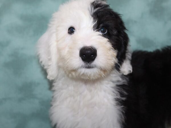 Old English Sheepdog/Poodle-DOG-Male-Black / White-8981-Petland Dalton, Georgia