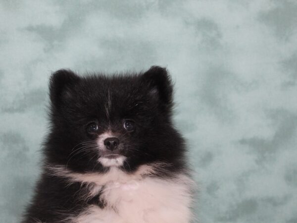Pomeranian-DOG-Male-Black / White-8978-Petland Dalton, Georgia