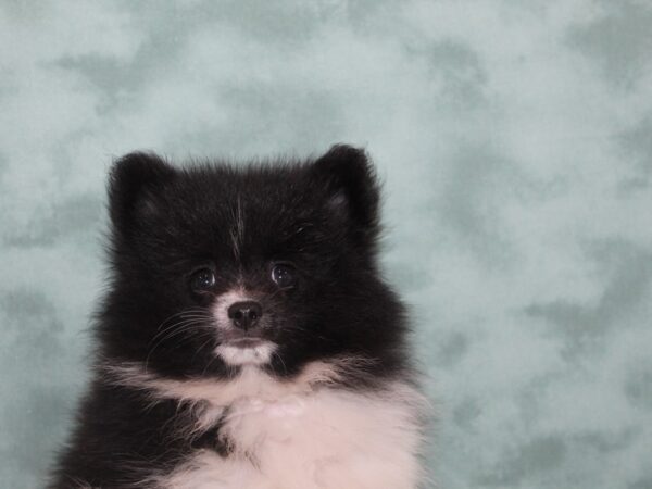 Pomeranian DOG Male Black / White 8978 Petland Dalton, Georgia