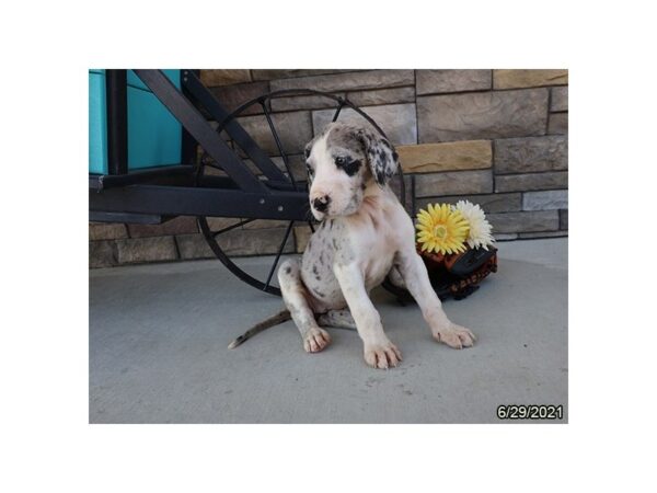 Great Dane DOG Female Merle 9001 Petland Dalton, Georgia