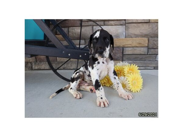 Great Dane DOG Male Harlequin 19666 Petland Dalton, Georgia