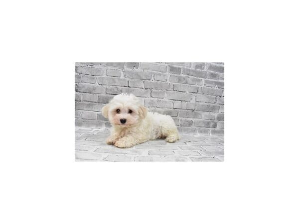 Havanese-DOG-Female-Cream-9000-Petland Dalton, Georgia