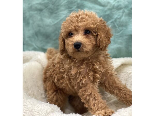 F2 MINI GOLDENDOODLE DOG Female Red 8992 Petland Dalton, Georgia