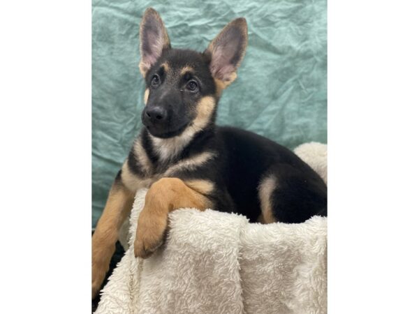 German Shepherd DOG Male 9002 Petland Dalton, Georgia