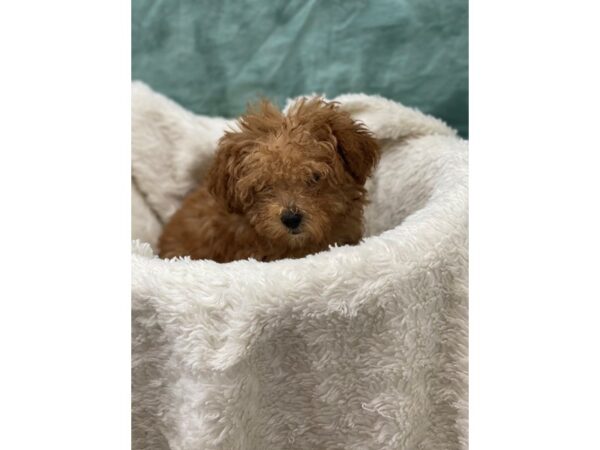 Miniature Poodle-DOG-Male-RED-8994-Petland Dalton, Georgia