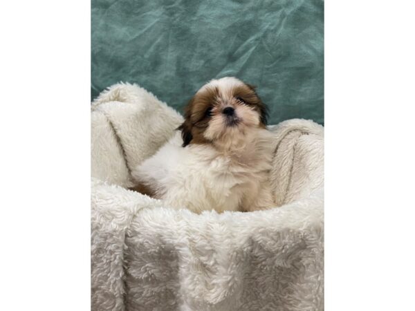 Shih Tzu DOG Female Sable & White 8998 Petland Dalton, Georgia