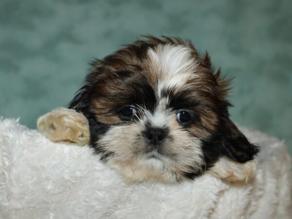 Shih Tzu DOG Male Sable & White 19688 Petland Dalton, Georgia