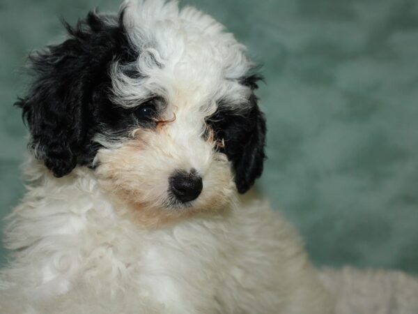 Eskipoo-DOG-Female-Black & White-19684-Petland Dalton, Georgia