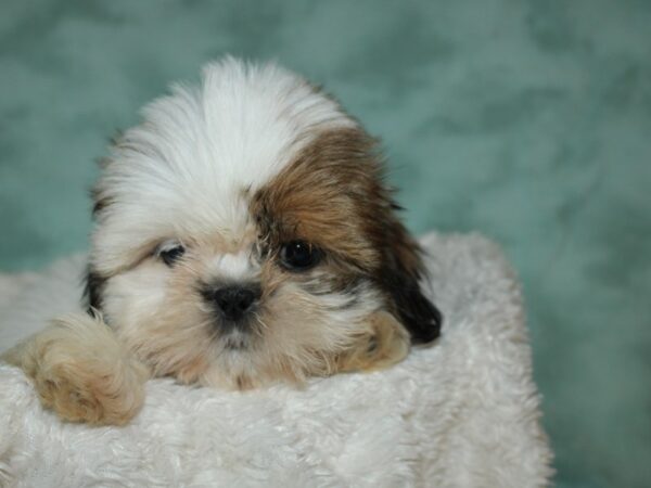 Shih Tzu DOG Female Sable & White 19690 Petland Dalton, Georgia