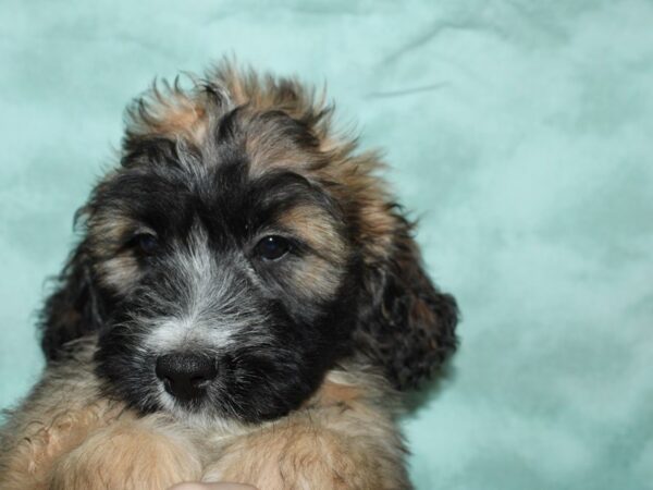 Saint Bernard/Poodle-DOG-Female-Mahogany / White-19671-Petland Dalton, Georgia