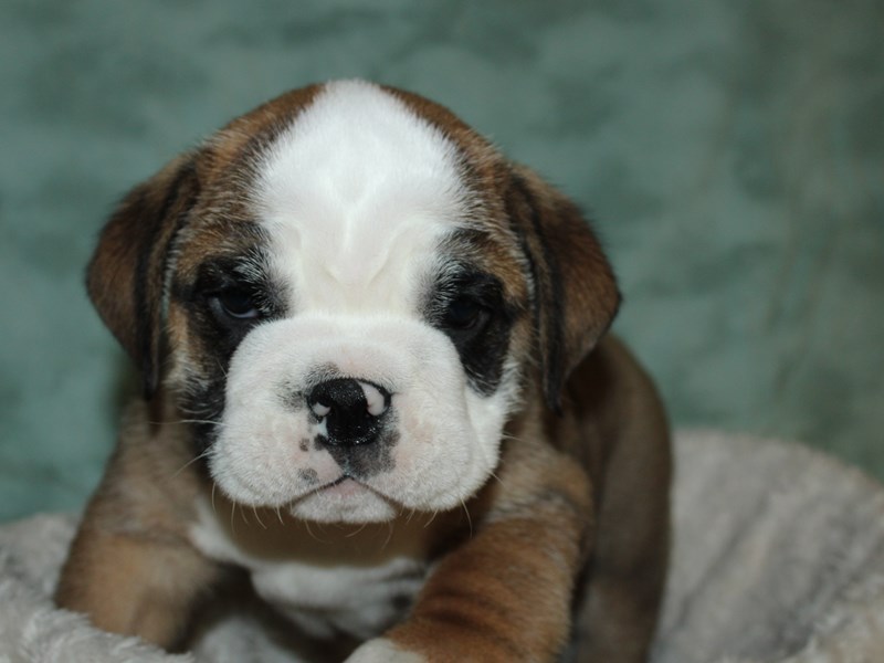 Pelagiia i belyi buldog. Pelagiia … English Bulldog Puppy Red / White ID:19662 Located at Petland