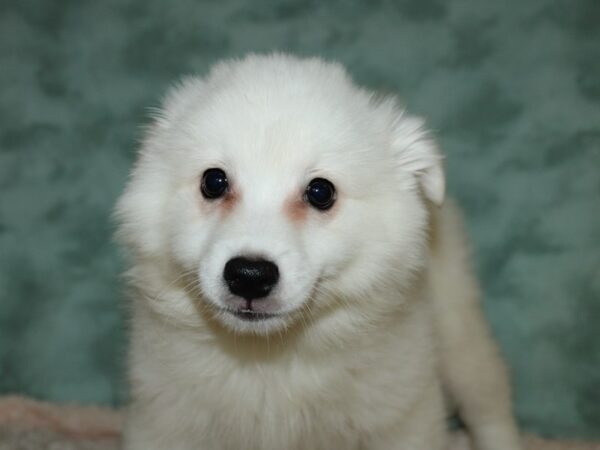 American Eskimo-DOG-Male-White-19674-Petland Dalton, Georgia