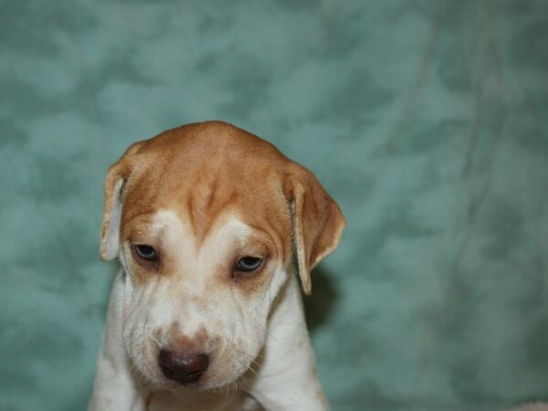 Mini Walrus DOG Male Red & White 19685 Petland Dalton, Georgia