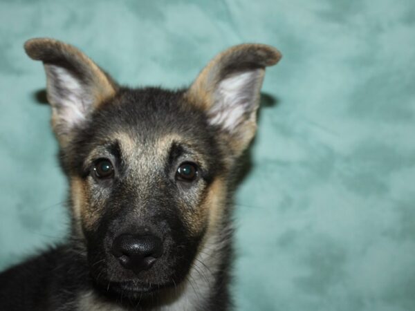 German Shepherd DOG Female 19659 Petland Dalton, Georgia