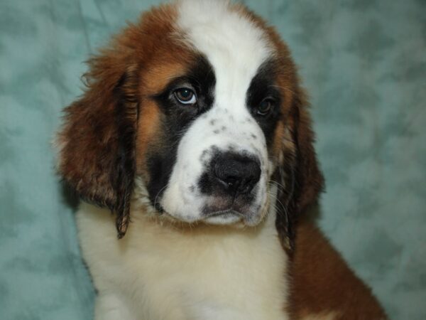 Saint Bernard DOG Male Brown / White 19669 Petland Dalton, Georgia